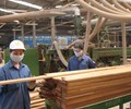 Bộ Tài chính bác đề xuất tăng thuế xuất khẩu gỗ 