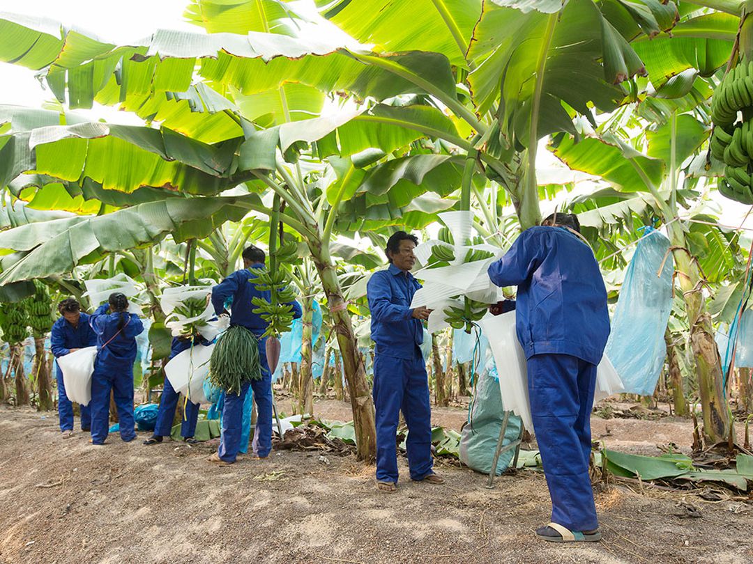 30 triệu cổ phiếu HNG bị chất bán giá sàn