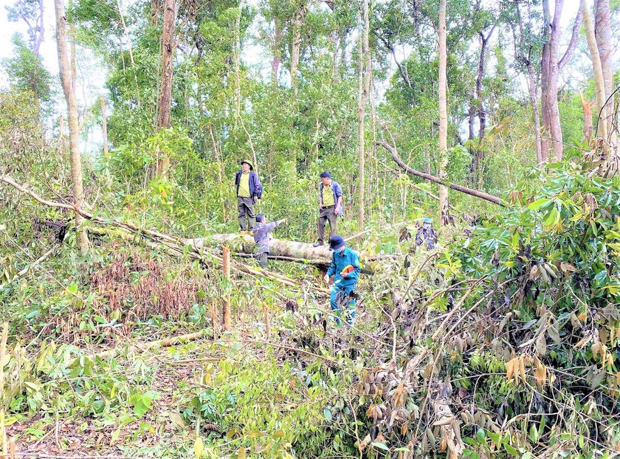 Đắk Nông Điều tra vụ phá rừng quy mô lớn