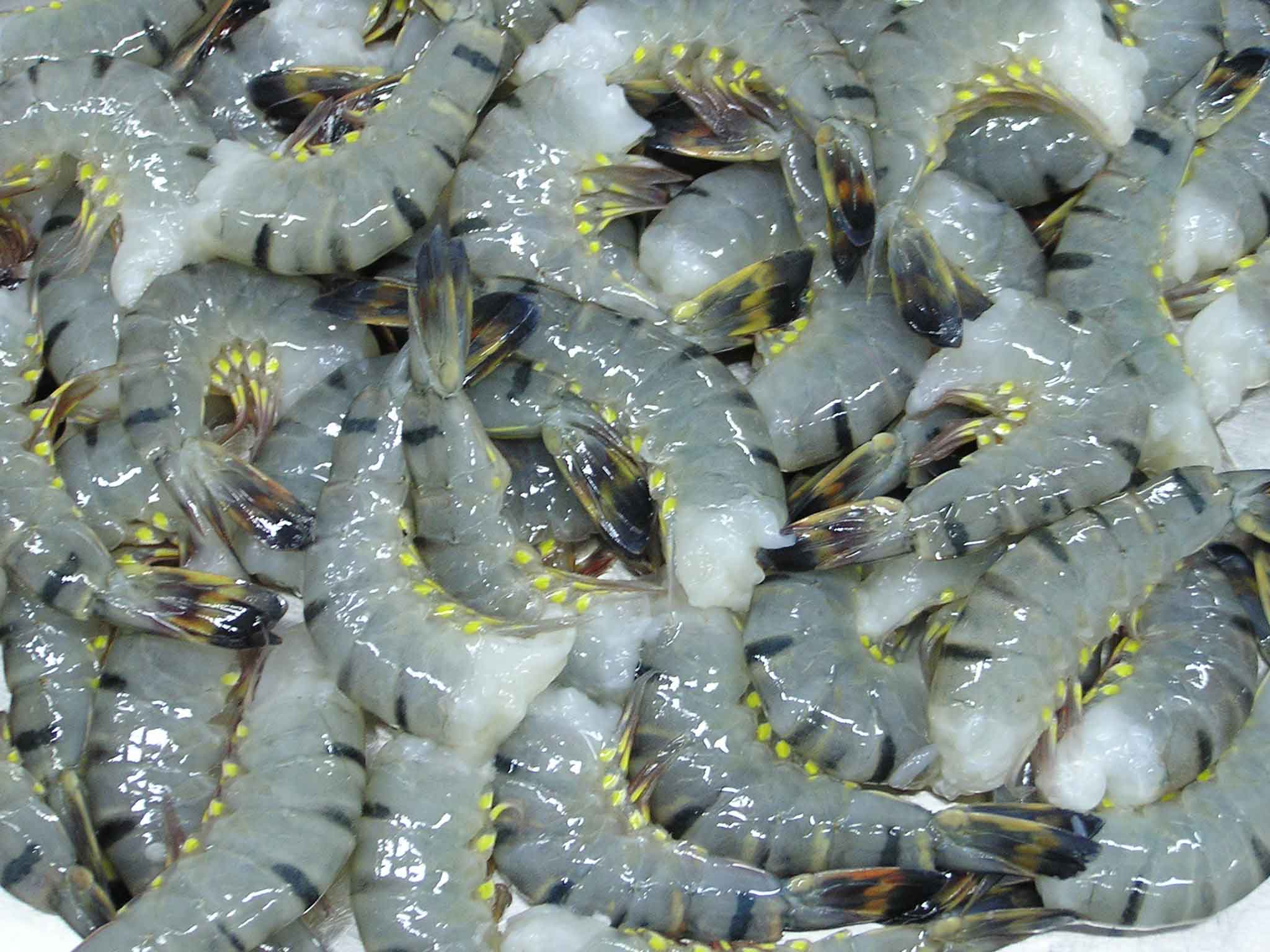 Trung Quốc giảm 20% nhập khẩu tôm nước ấm đông lạnh trong 6 tháng đầu năm