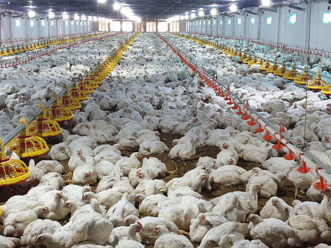 Tắc nghẽn điểm giết mổ khiến giá gà rớt thảm, người chăn nuôi bất lực
