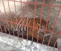 Nghệ An Phát hiện 17 cá thể hổ bị nuôi nhốt trái phép  