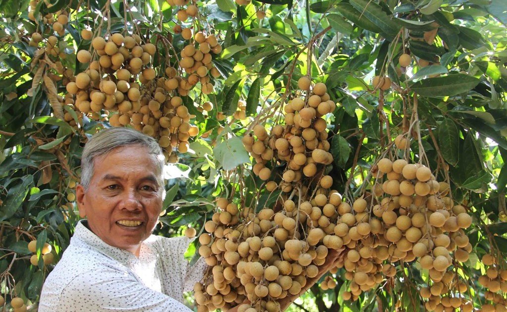 Hậu Giang Tồn đọng hàng trăm tấn nhãn, chôm chôm và dưa lê