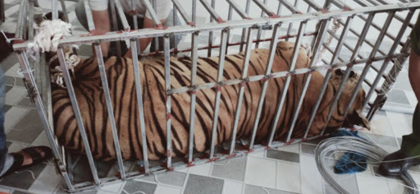 Người chồng của 1 hộ gia đình trong vụ nuôi nhốt 17 con hổ trái phép là công an bán chuyên trách