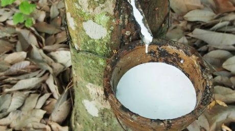 Giá cao su hôm nay 128 Nhật Bản giữ đà tăng