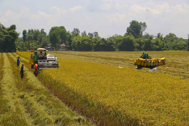 Bộ Công Thương kiến nghị Chính phủ tạo thuận lợi tiếp cận nguồn vốn thu mua thóc, gạo hàng hoá