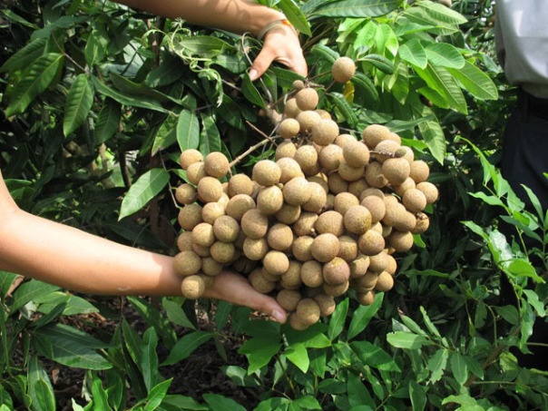 Hà Nội thông báo danh sách đơn vị cung ứng trái cây, nông sản để hỗ trợ tiêu thụ