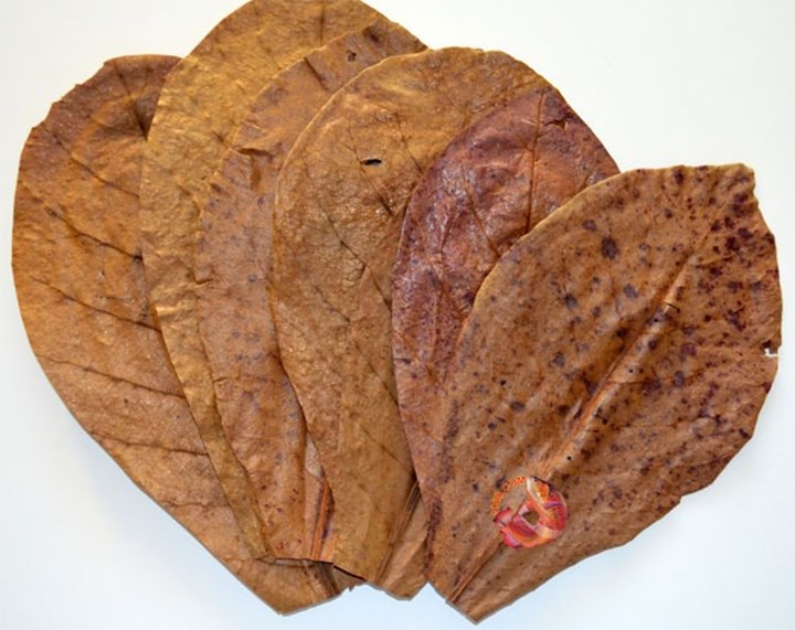 Lá bàng khô rơi rụng đầy đường được rao bán rầm rộ như “thần dược” 1.000 đồnglá