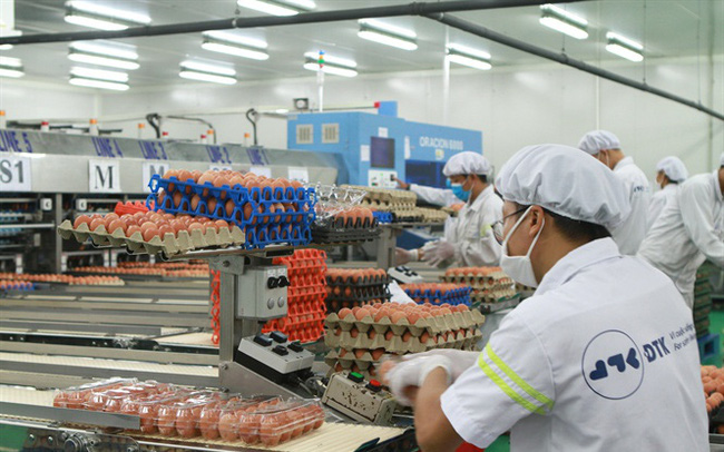 Đại gia đầu tư nhà máy sản xuất trứng gà Người phát tài – Người phá sản