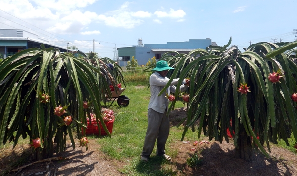 Thanh long ruột tím hồng – loại trái cây “độc” ở Bình Thuận