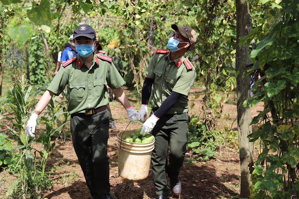 Nông dân Đắk Lắk nhờ Công an thu hoạch cả vườn su su, hàng tấn bơ tặng tuyến đầu chống dịch