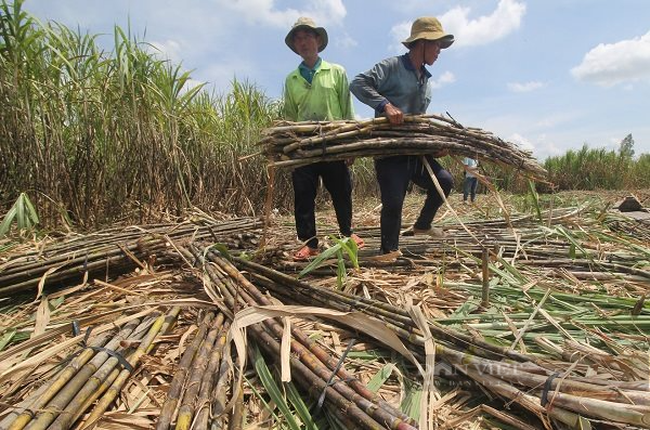 Lượng đường nhập khẩu cao bất thường từ 5 nước ASEAN, chiêu trò lẩn tránh thuế chống bán phá giá