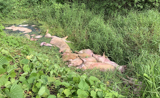 “Gồng mình” chống dịch Covid-19, người dân ĐBSCL còn đối mặt với dịch tả heo châu Phi hoành hành