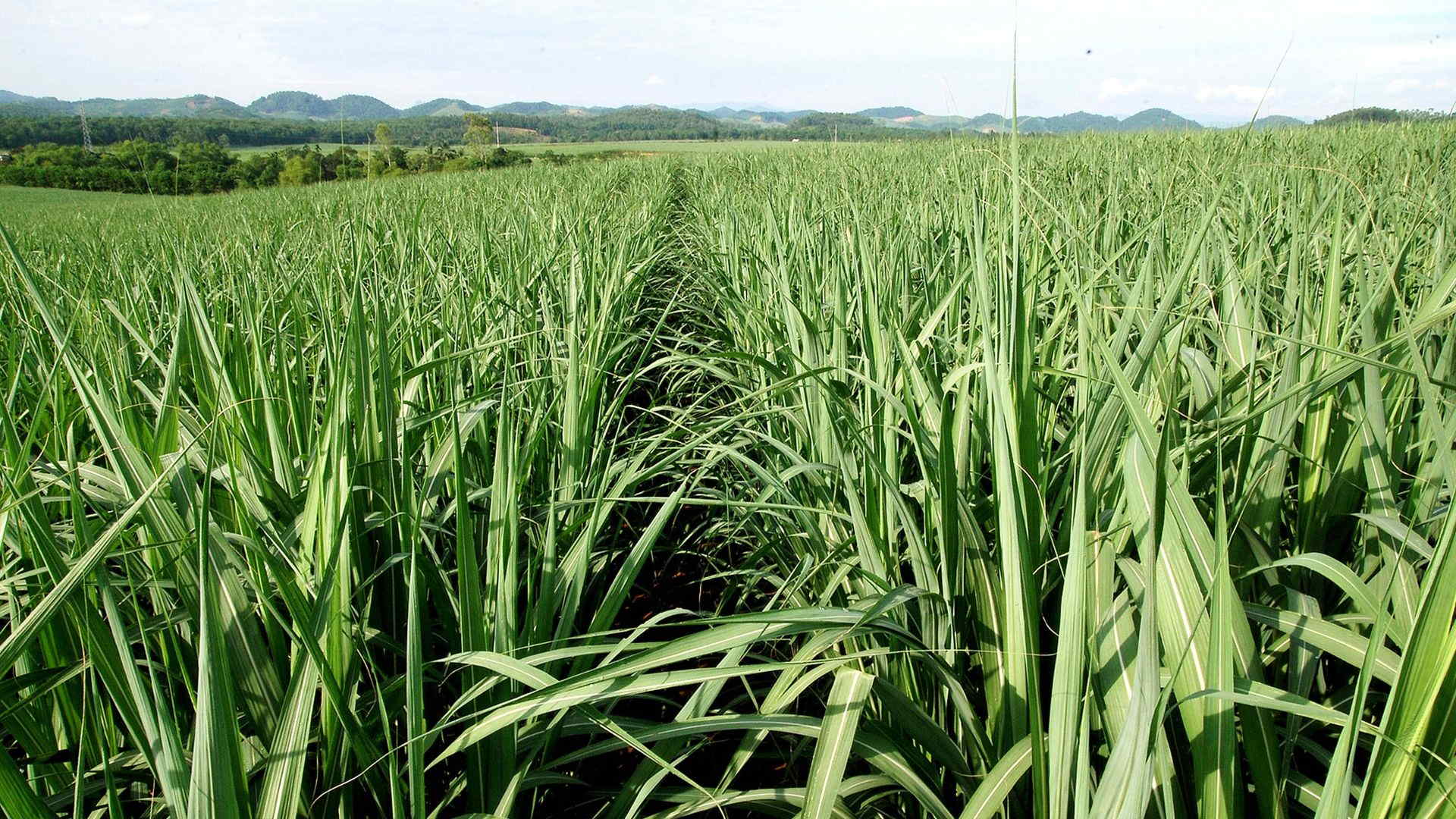 Nguyên nhân nào kéo cổ phiếu ngành mía đường duy trì sắc xanh trong hơn nửa đầu tháng 8