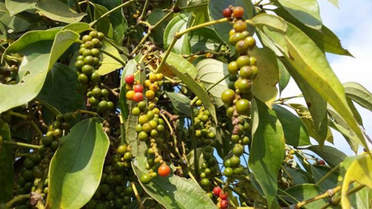 Giá tiêu hôm nay 218 Đi ngang phiên cuối tuần