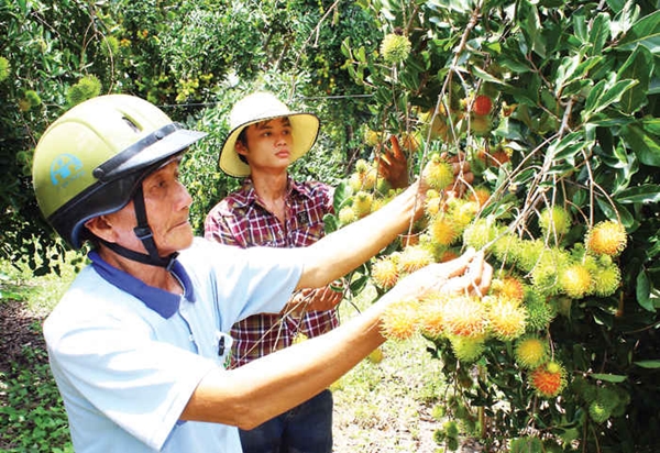 Ninh Thuận Những vườn treo lúc lỉu trái cây nơi vùng đất được ví như “tiểu sa mạc” của Việt Nam