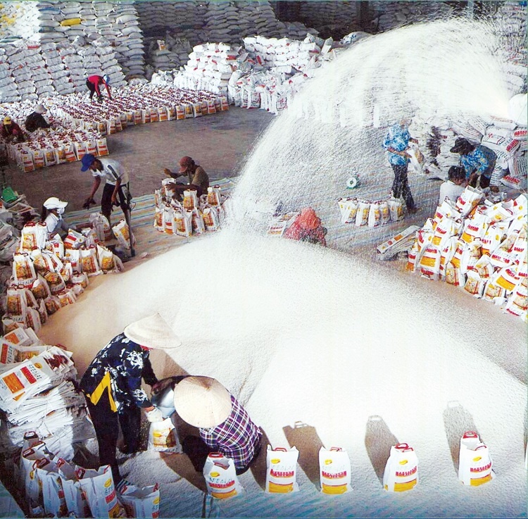 Giá gạo Việt xuất khẩu giảm mạnh Cần cân nhắc không nên hạ giá để lấy sản lượng!