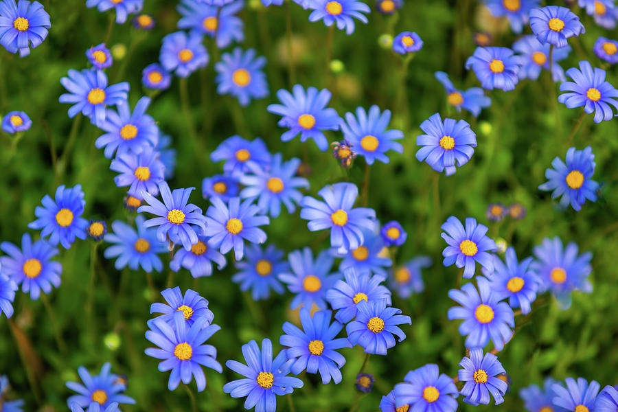 Tử vi ngày 2782021  Tuổi Dần có sự giúp đỡ, Tuổi Hợi làm gì cũng thuận