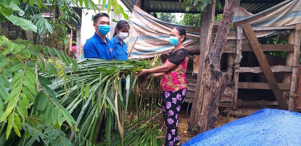 Đoàn thanh niên Đắk Lắk đi xe công nông cắt cỏ cho bò, đi chợ giúp dân