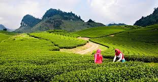 Sơn La quy hoạch khu bảo tồn hệ sinh thái hơn 1.500 ha tại Mộc Châu