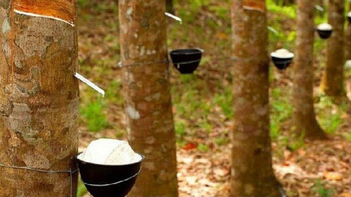 Giá cao su hôm nay 298 Tiếp tục lao dốc trên sàn châu Á