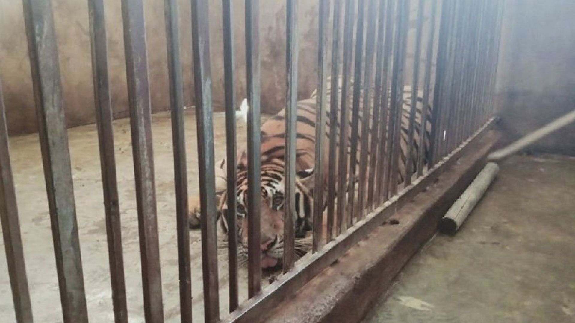 Mường Thanh Safari Land muốn tiếp nhận nuôi 9 con hổ ở Nghệ An còn sống