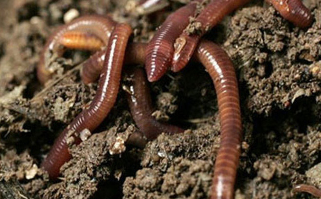 Sản phẩm liên quan giun đất có tác dụng chữa COVID-19 tràn lan mạng xã hội, Bộ Y tế nói gì