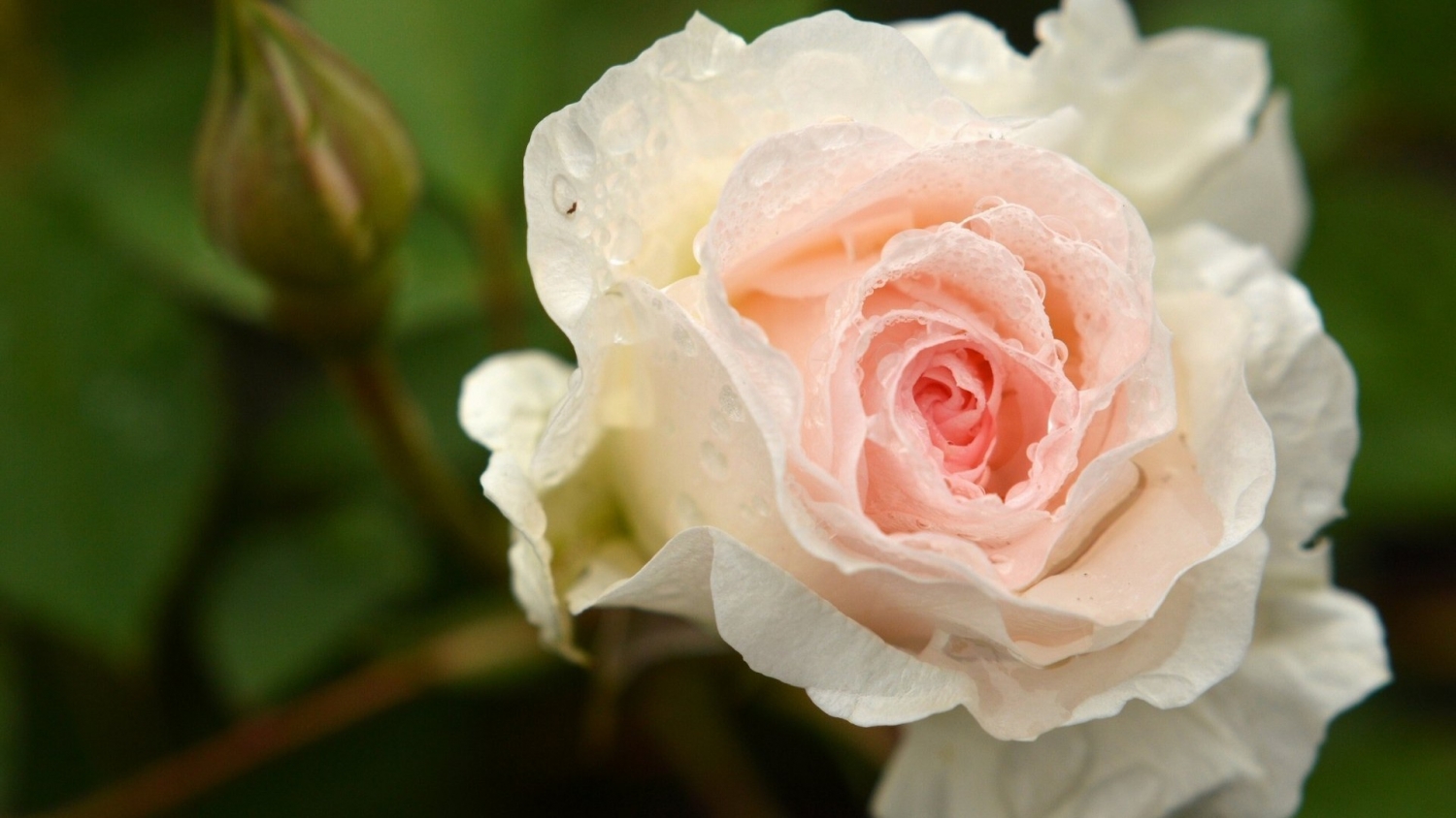 Tử vi 12 cung hoàng đạo ngày 192021 Sư Tử dư dả về tài chính