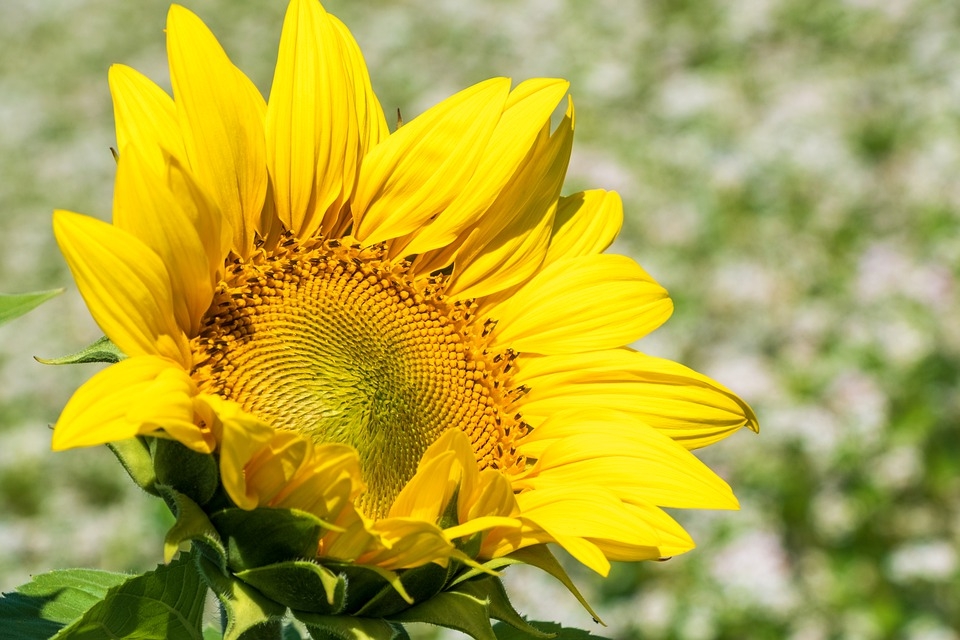 Tử vi tháng 92021 của 12 cung hoàng đạo Bạch Dương sẽ có một khoản lợi nhuận khá cao từ việc đầu tư tài chính