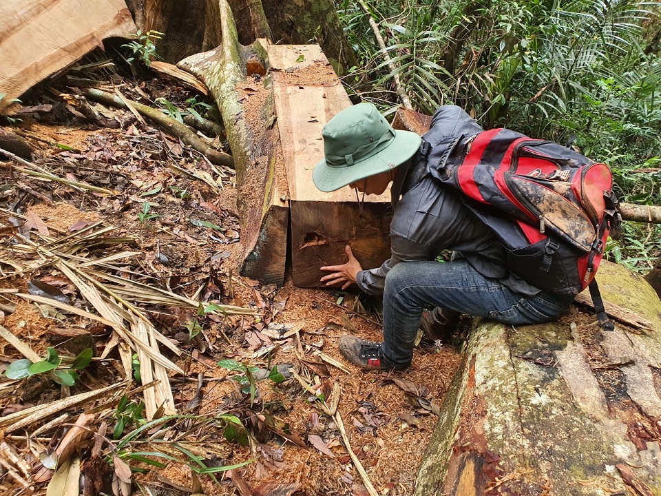 Lợi dụng dịch COVID-19, nhóm lâm tặc dựng lán trại xẻ thịt hàng loạt cây gỗ tại rừng tự nhiên