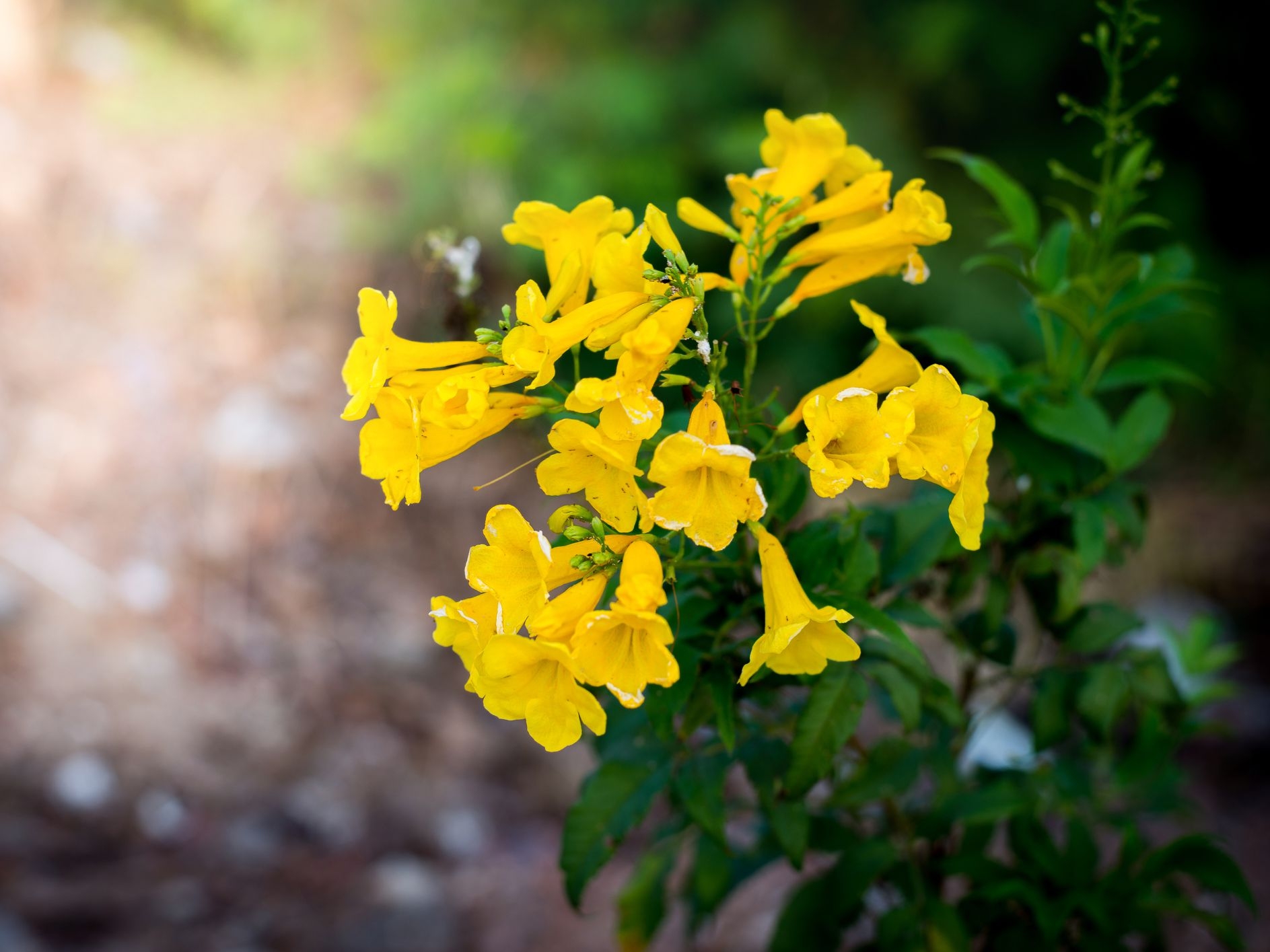 Tử vi ngày 292021 Tuổi Tý tam hợp nâng đỡ tuổi Dần phải cẩn trọng trong công việc