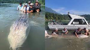 Cựu cầu thủ câu được cá tầm khoảng 100 tuổi nặng 304 kg, dài 3.5 m