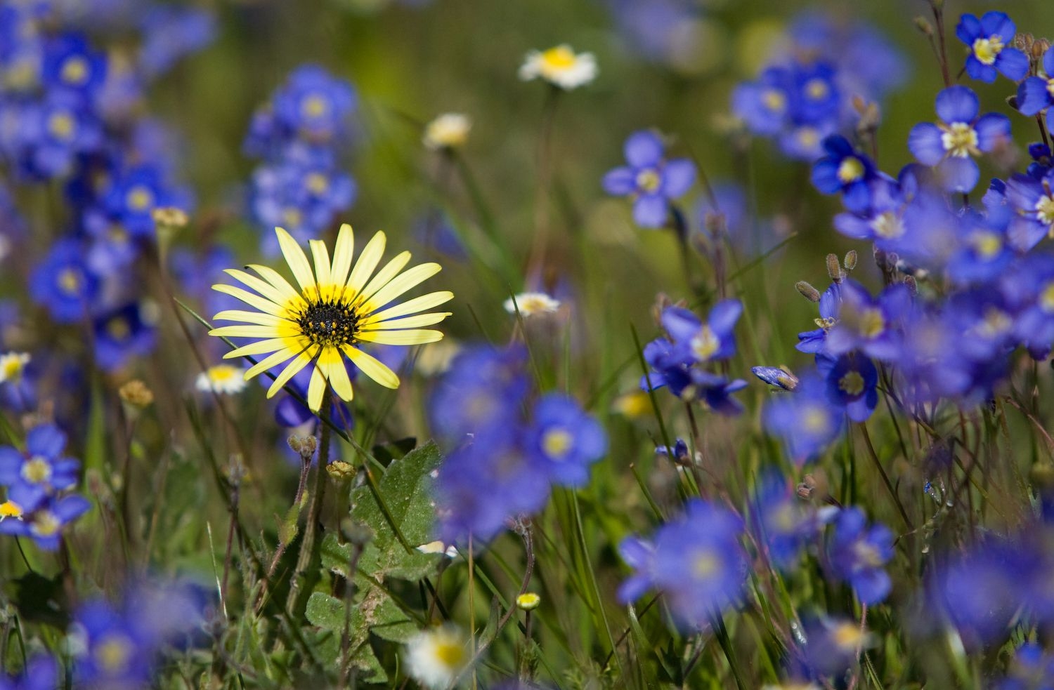 Tử vi ngày 592021 Tuổi Tý thuận lợi tuổi Tỵ cần quyết đoán và tự tin hơn