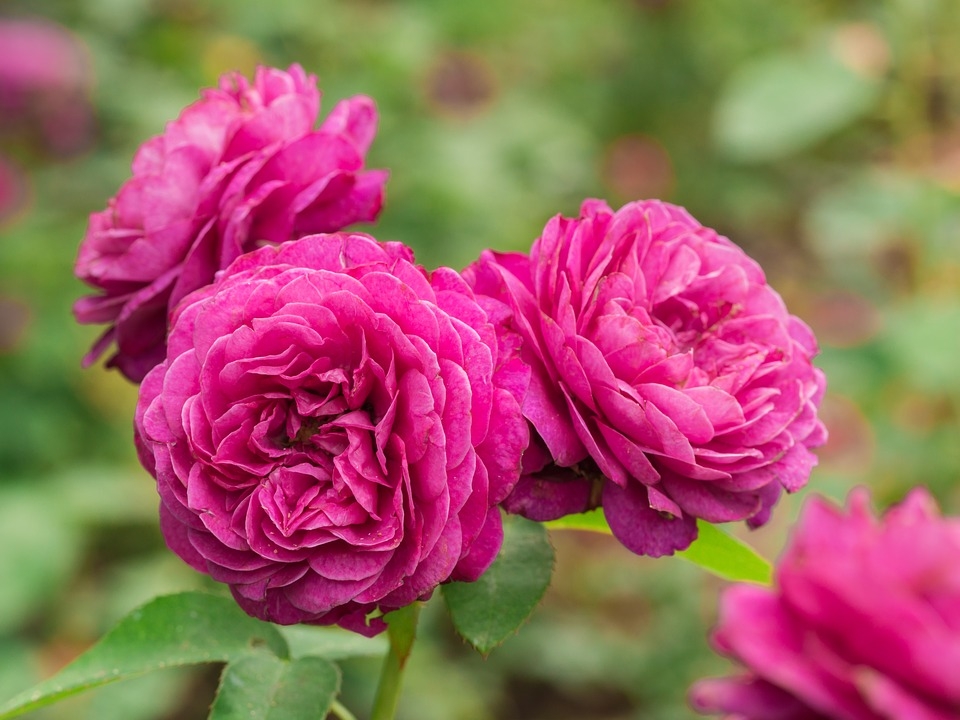 Tử vi tuần mới 69 - 129 Tuổi Dậu tài lộc khởi sắc tuổi Ngọ thăng trầm khó đoán