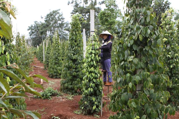 Giá hạt tiêu cao trở lại, người dân có nên phát triển mới diện tích hồ tiêu