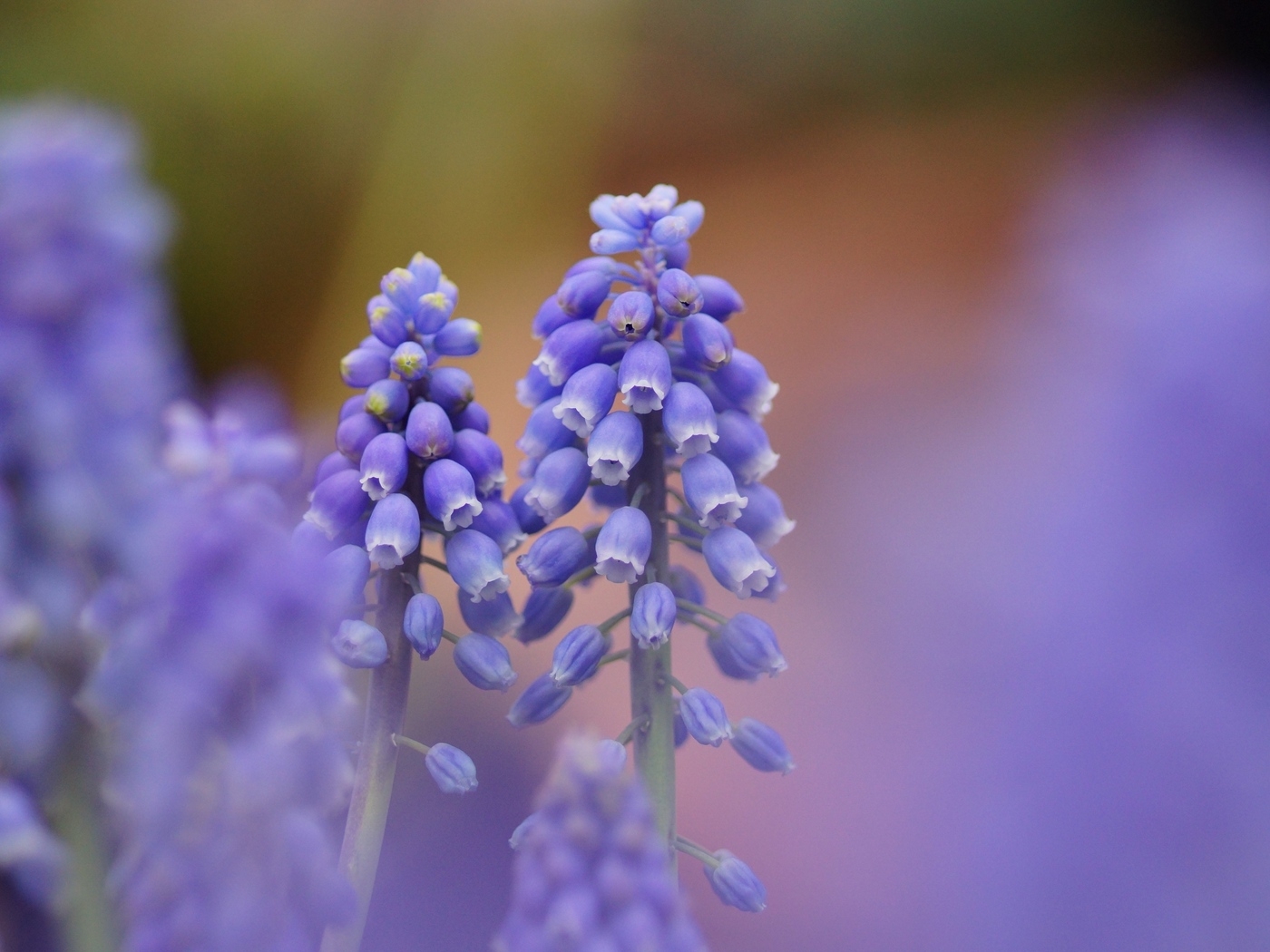 Tử vi ngày 892021 Tuổi Mùi đón nhiều tài lộc tuổi Dậu may mắn