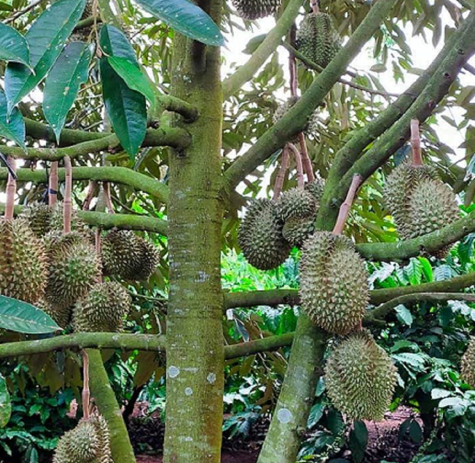 Đắk Lắk kêu gọi hỗ trợ nông dân tiêu thụ sầu riêng, bơ