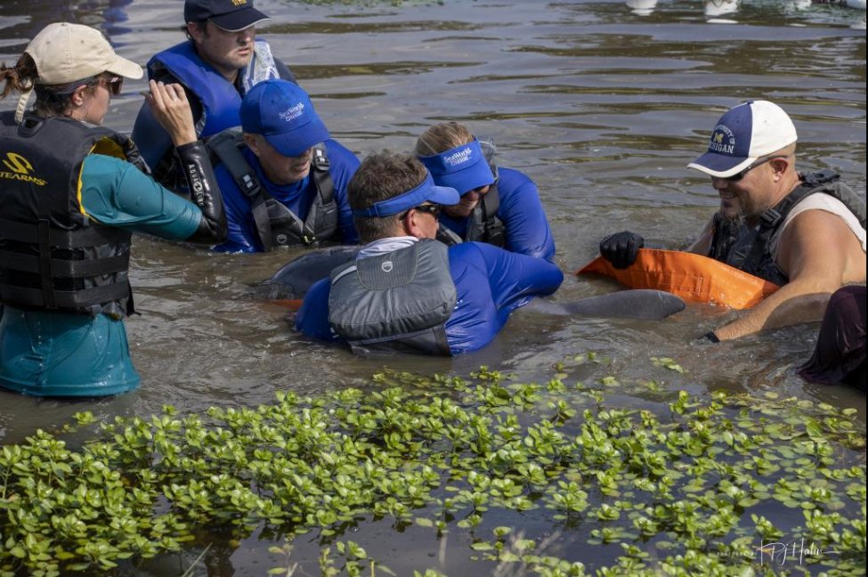 Giải cứu thành công cá heo mắc kẹt trong hồ nước ở Louisiana sau khi cơn bão Ida quét qua