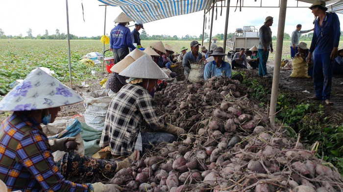 Vĩnh Long vẫn còn số lượng lớn nông sản cần được hỗ trợ tiêu thụ