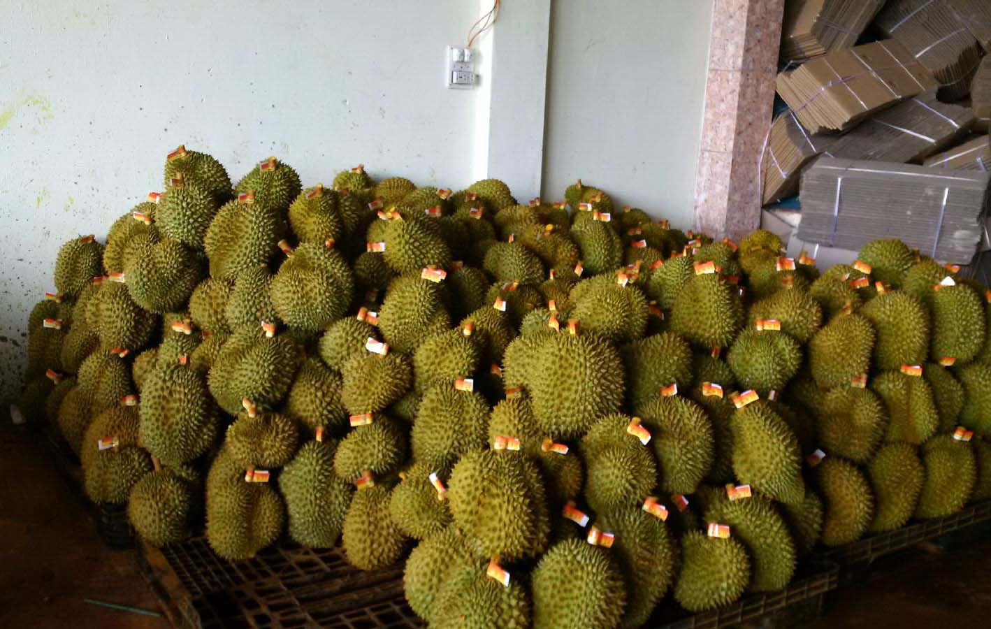  Sầu riêng Đắk Lắk mới chỉ tiêu thụ được 40% sản lượng dù đã có nhiều nổ lực kết nối
