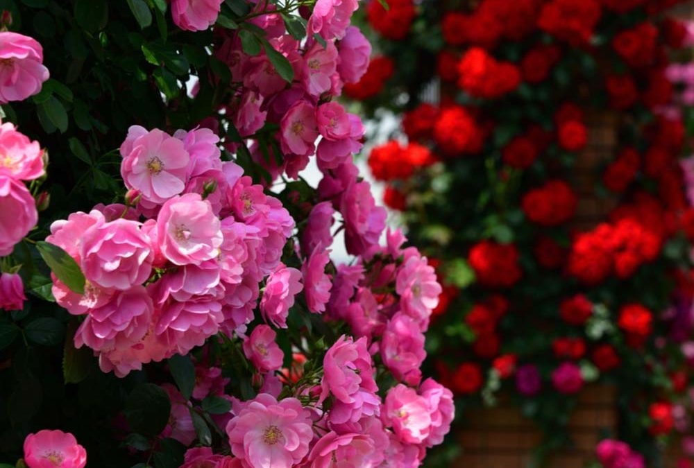 Tử vi tuần mới 139 - 199 Tuổi Ngọ thêm nhiều động lực tuổi Thìn lo lắng ghé thăm