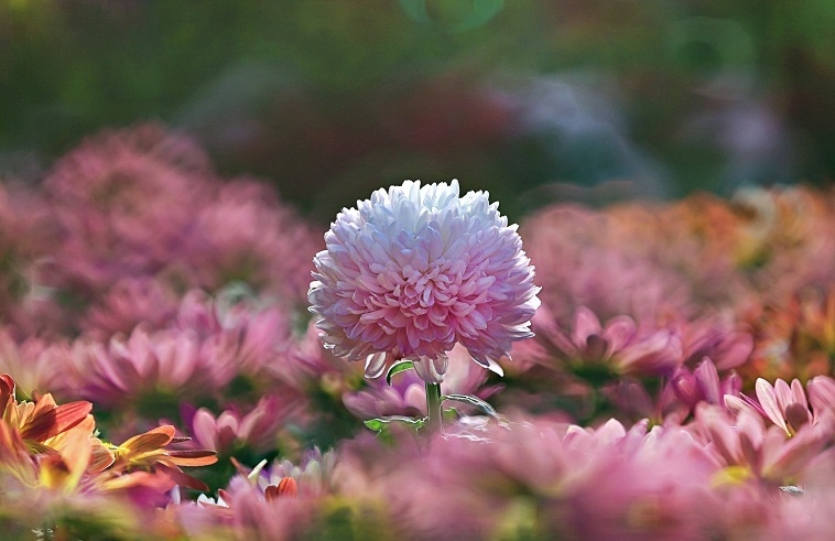 Tử vi ngày 1392021 Tuổi Sửu công việc suôn sẻ Tuổi Tý cần chú ý vấn đề sức khỏe