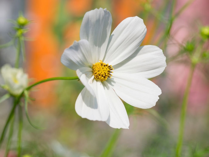 Tử vi 12 cung hoàng đạo ngày 1392021 Bạch Dương dồi dào năng lượng Ma Kết thể hiện khả năng lãnh đạo