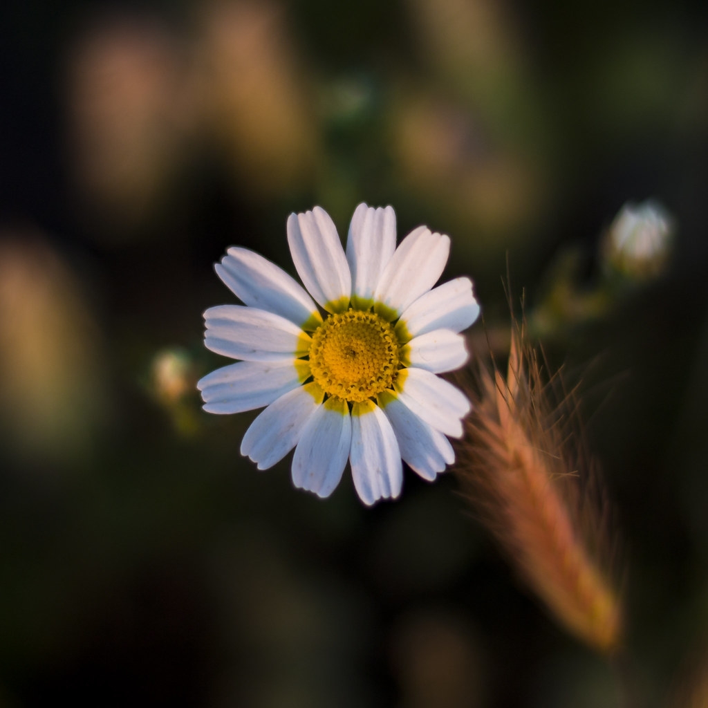 Tử vi ngày 1492021 Tuổi Mùi tài lộc khởi sắc tuổi Dậu đón cơ hội kinh doanh thuận lợi