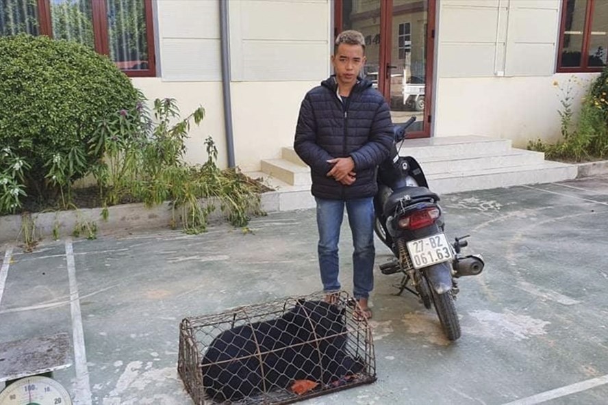 Bắt giữ đối tượng mua bán, vận chuyển cá thể gấu hoang dã nặng 30kg tại Điện Biên