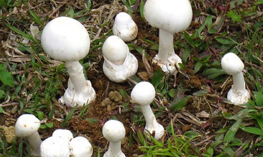 Yên Bái 4 người nhập viện do ngộ độc sau khi ăn nấm rừng