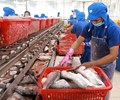 Những doanh nghiệp xuất khẩu cá tra basa của Việt Nam nào không bị Mỹ áp thuế chống bán phá giá 