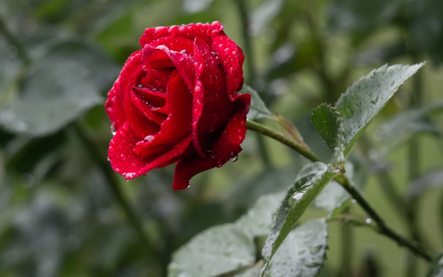 Tử vi 12 cung hoàng đạo ngày 1792021 Sư Tử tràn đầy tự tin Thiên Bình cảm thấy căng thẳng