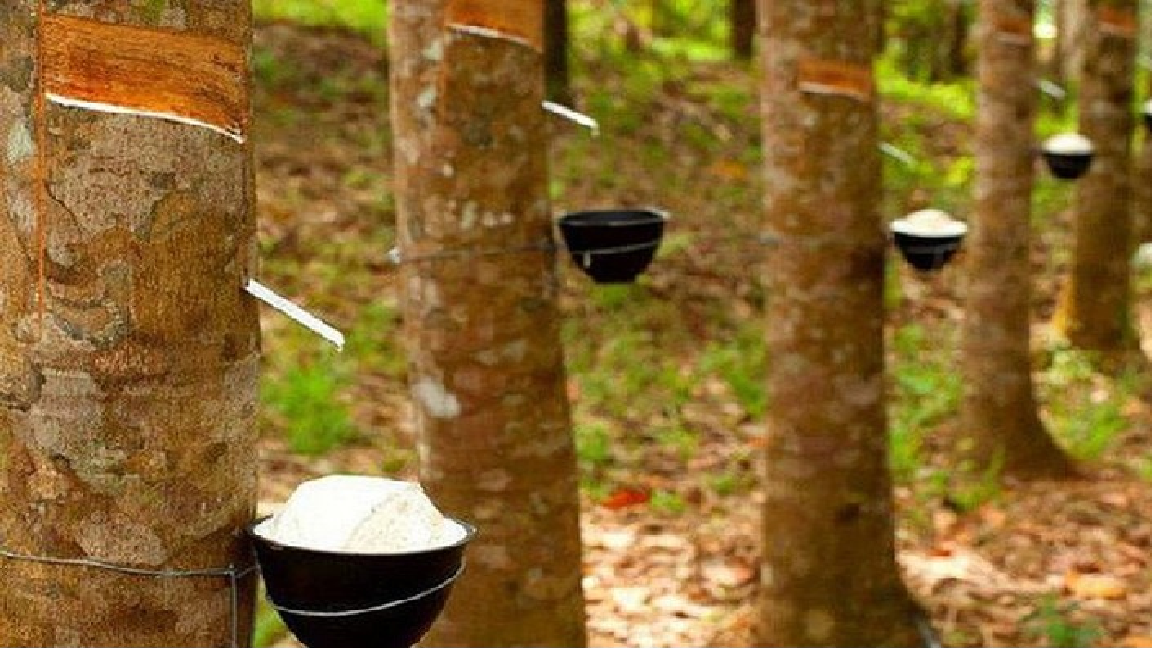 Giá cao su hôm nay 169 Thị trường Nhật Bản tiếp tục tăng mạnh