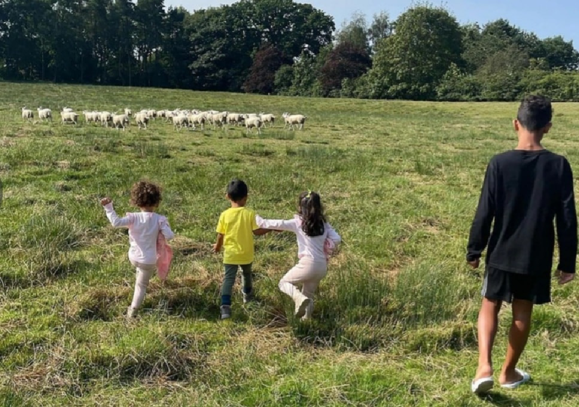 Ronaldo phải chuyển biệt thự vì bị đàn cừu quấy phá